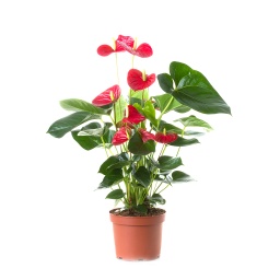 [Ind08485] Anthurium Plant - Medium ,نبات أنثوريوم متوسط