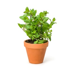 [All08657] Mint Plant ,نبات النعناع