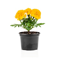 [All09133] Marigold Plant ,القطيفة الصفراء