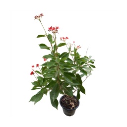 [Out10035] Peregrina Plant ,نبات الحاج