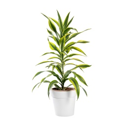 [Out10040] Dracaena Plant ,نبات دراسينيا