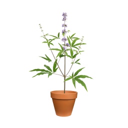 [OUT10051] Vitex Plant ,نبات فيتكس