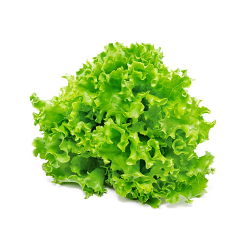 Organic Lollo Bionda Lettuce, خس لولو بيوندا العضوي