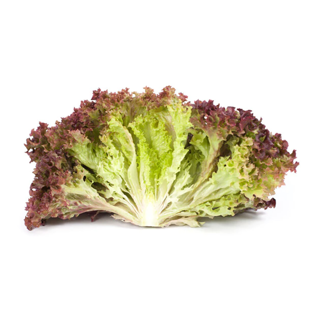 Organic Lollo Rosso lettuce, خس لولو روسو عضوي