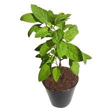 Basil Plant Small, نبات الريحان صغير
