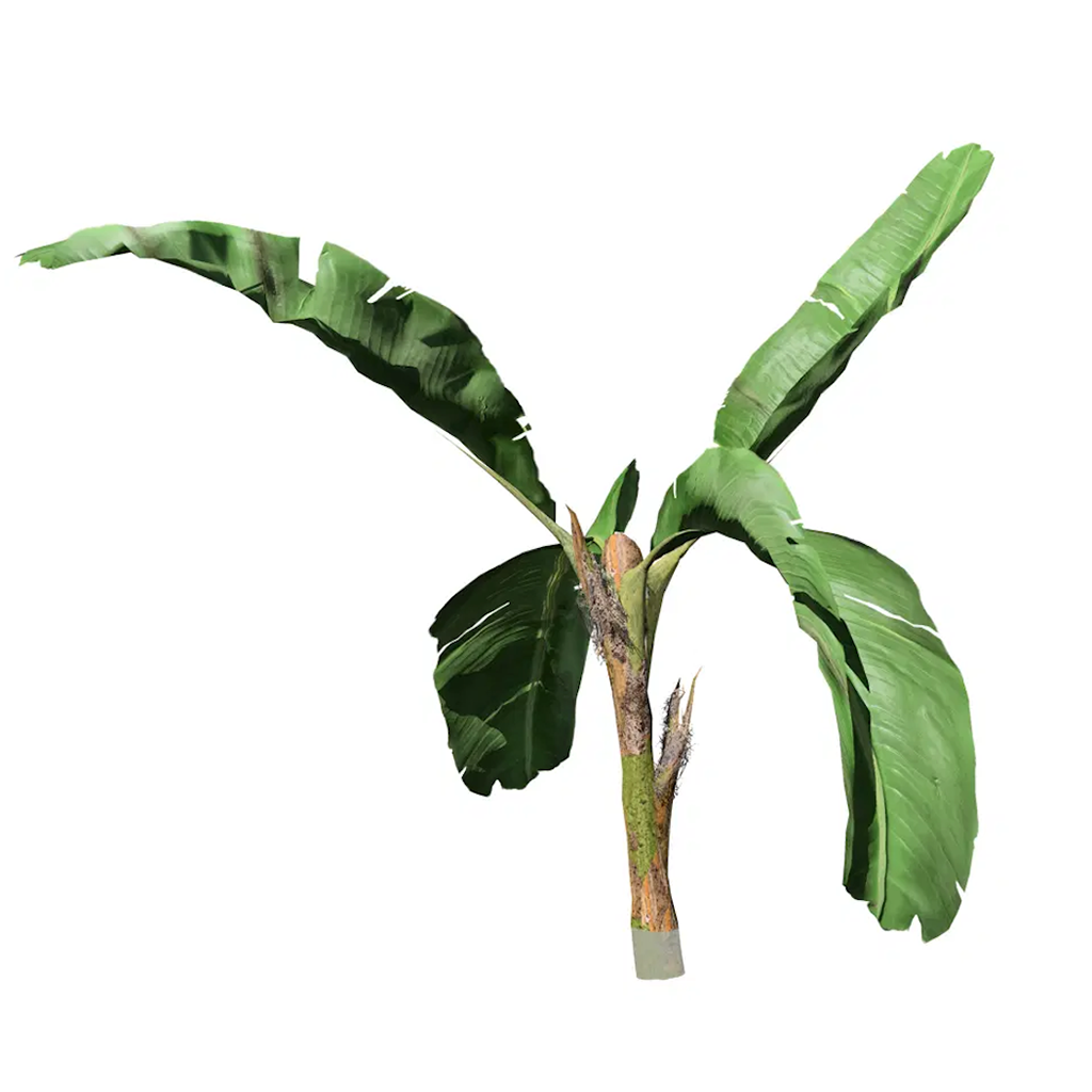 Banana Palm - Large, نبات الموز الكبير