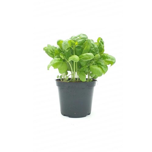 Basil Plant ,نبات الريحان