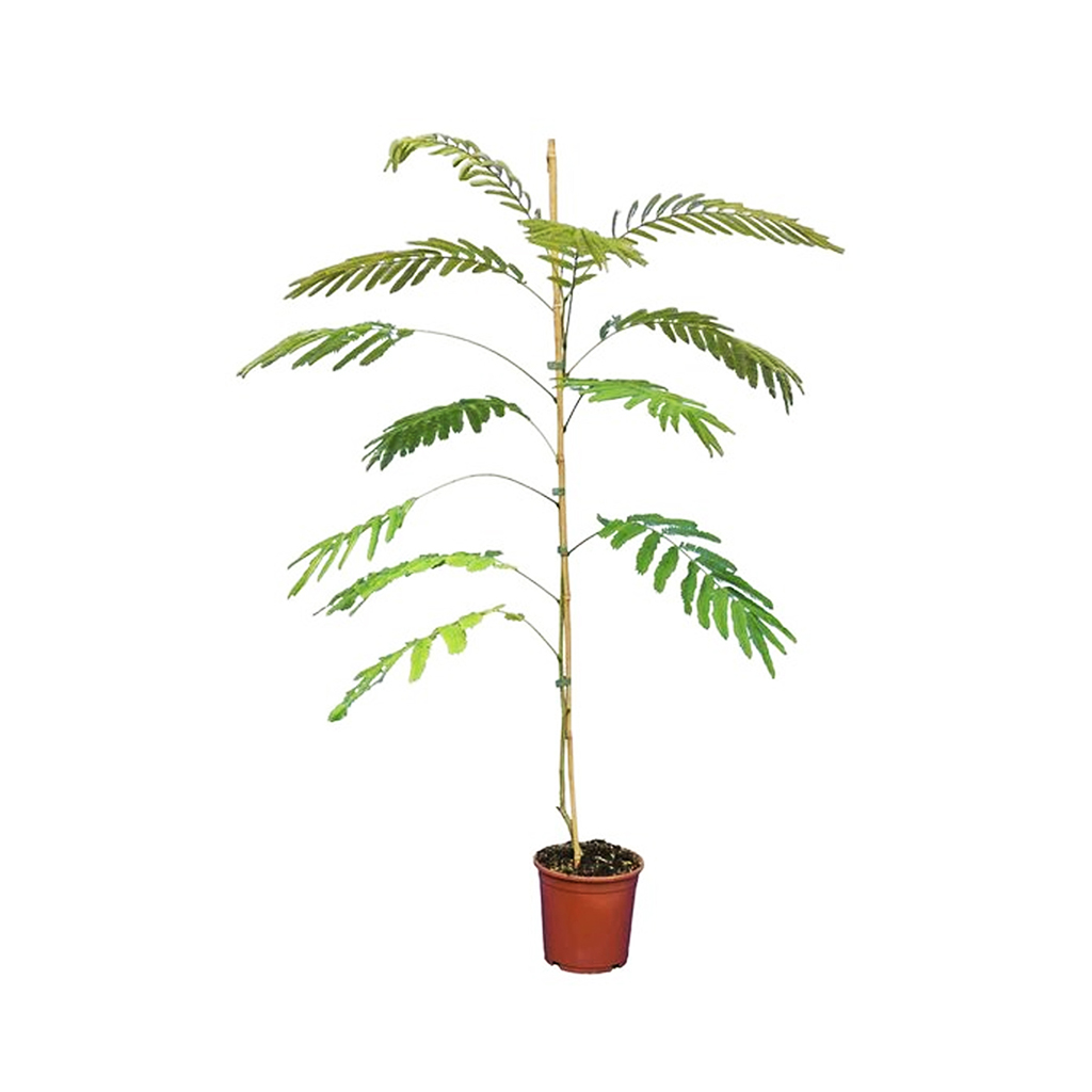 Albizia Plant ,نبات البيزيا
