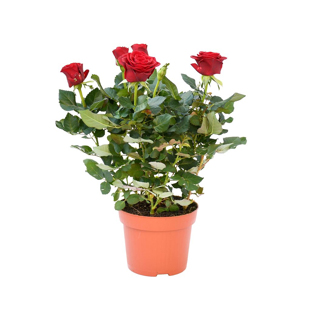 Rose Plant ,نبات الورد