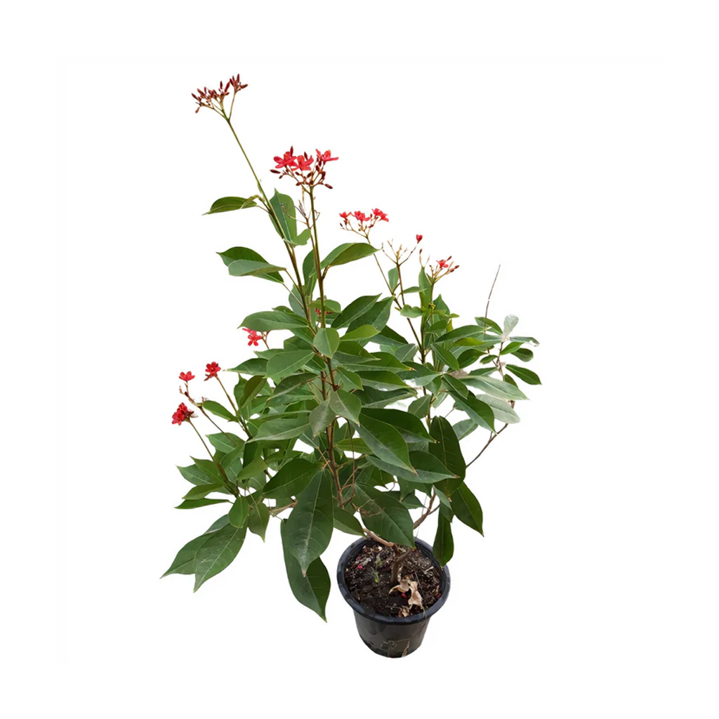 Peregrina Plant ,نبات الحاج