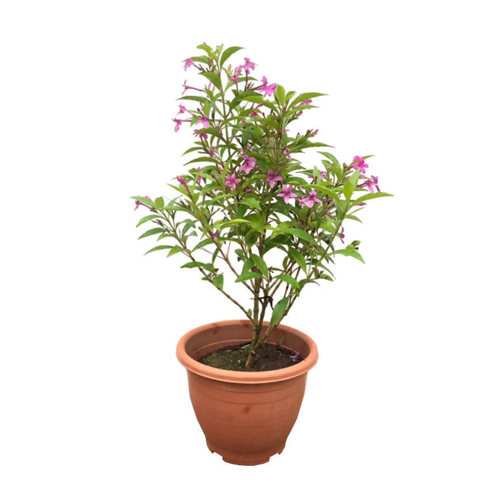 Pseuderanthemum Plant ,نبات الكاذب