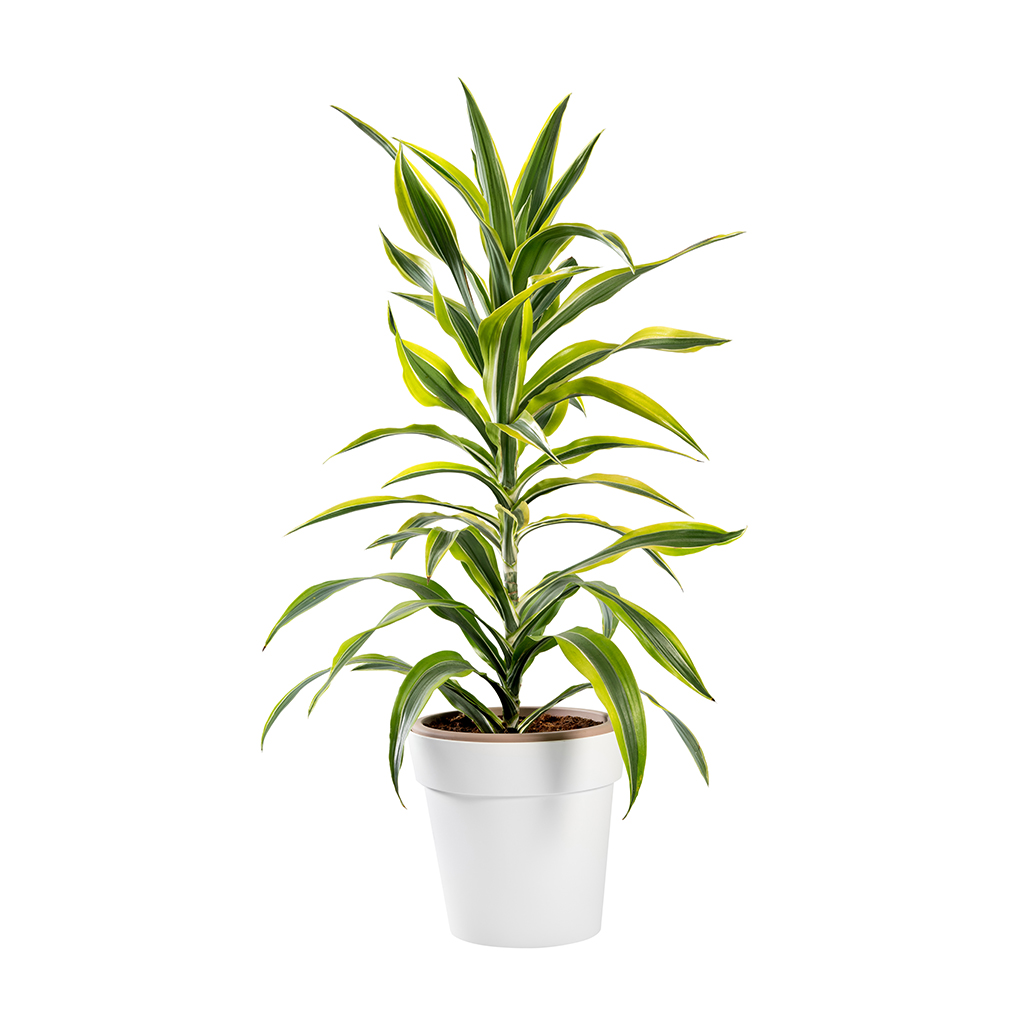 Dracaena Plant ,نبات دراسينيا