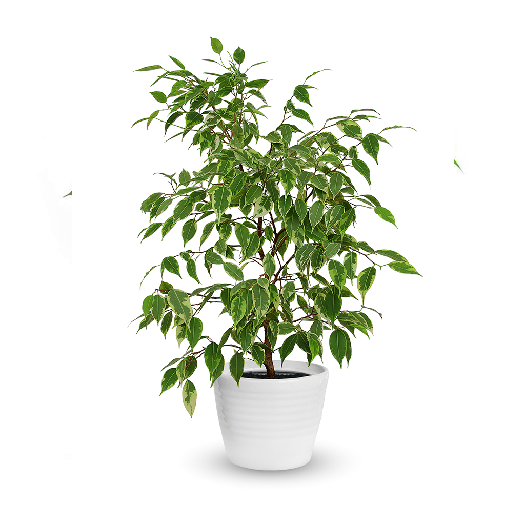 Ficus Plant ,نبات اللبخ
