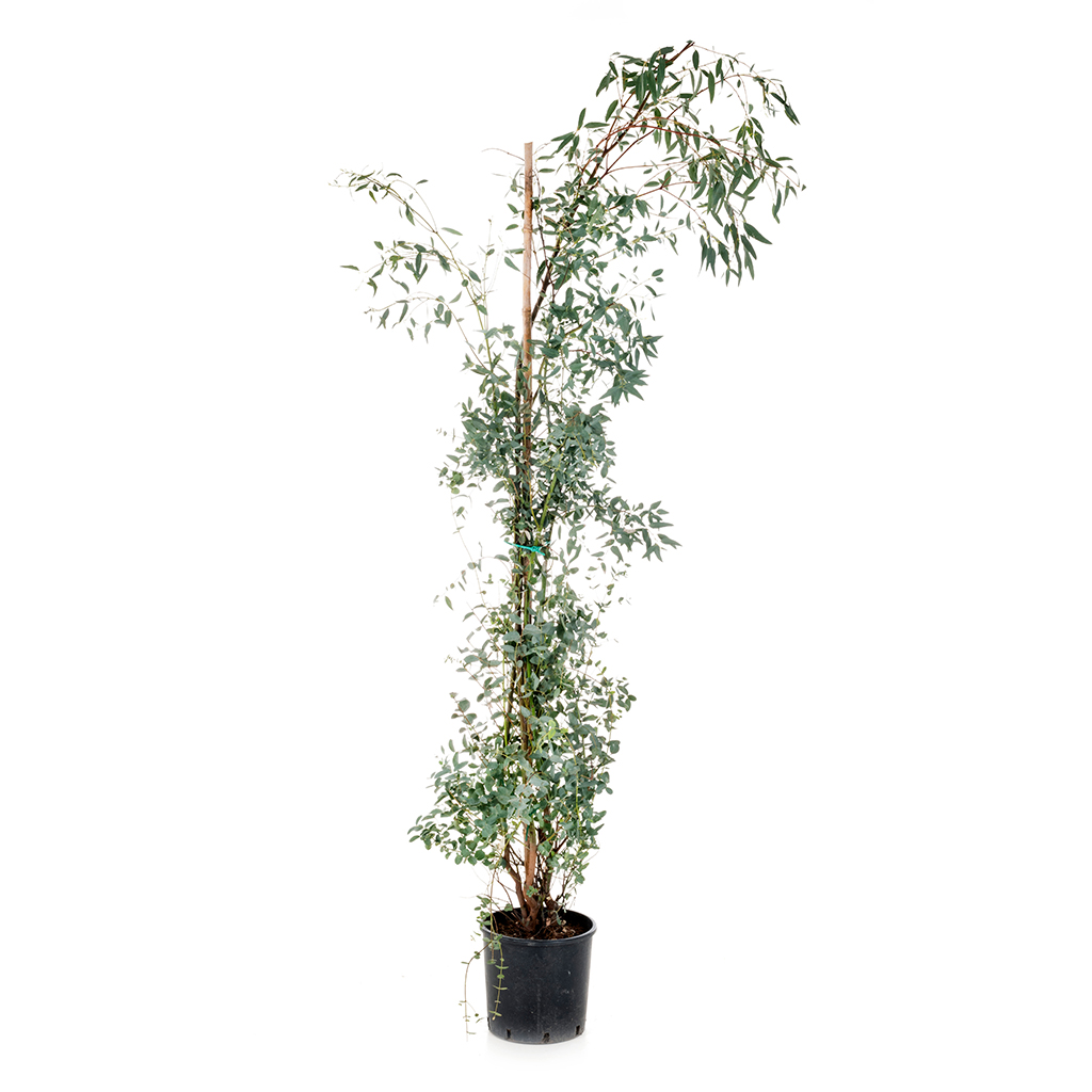 Eucalyptus Plant ,نبات الكينا