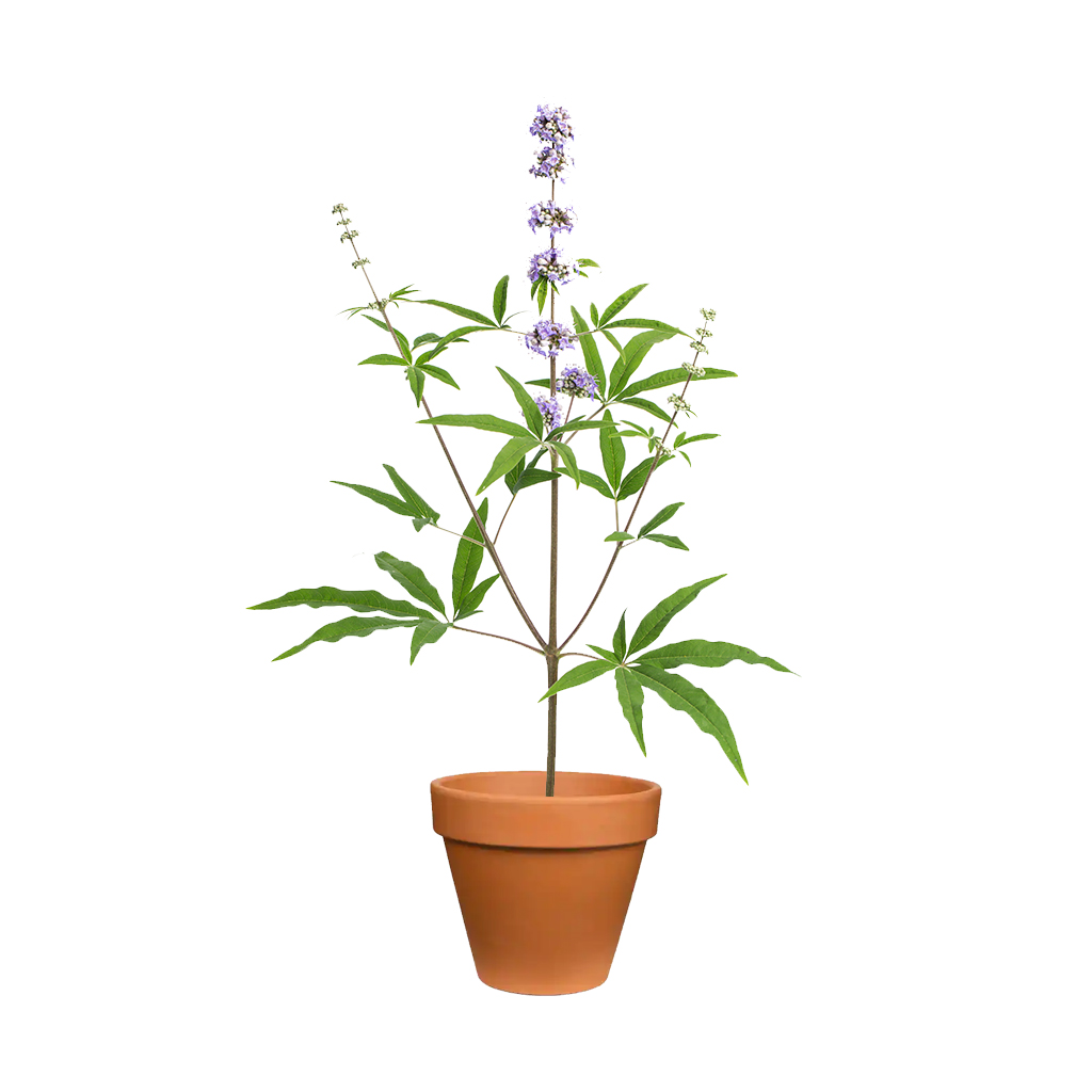 Vitex Plant ,نبات فيتكس