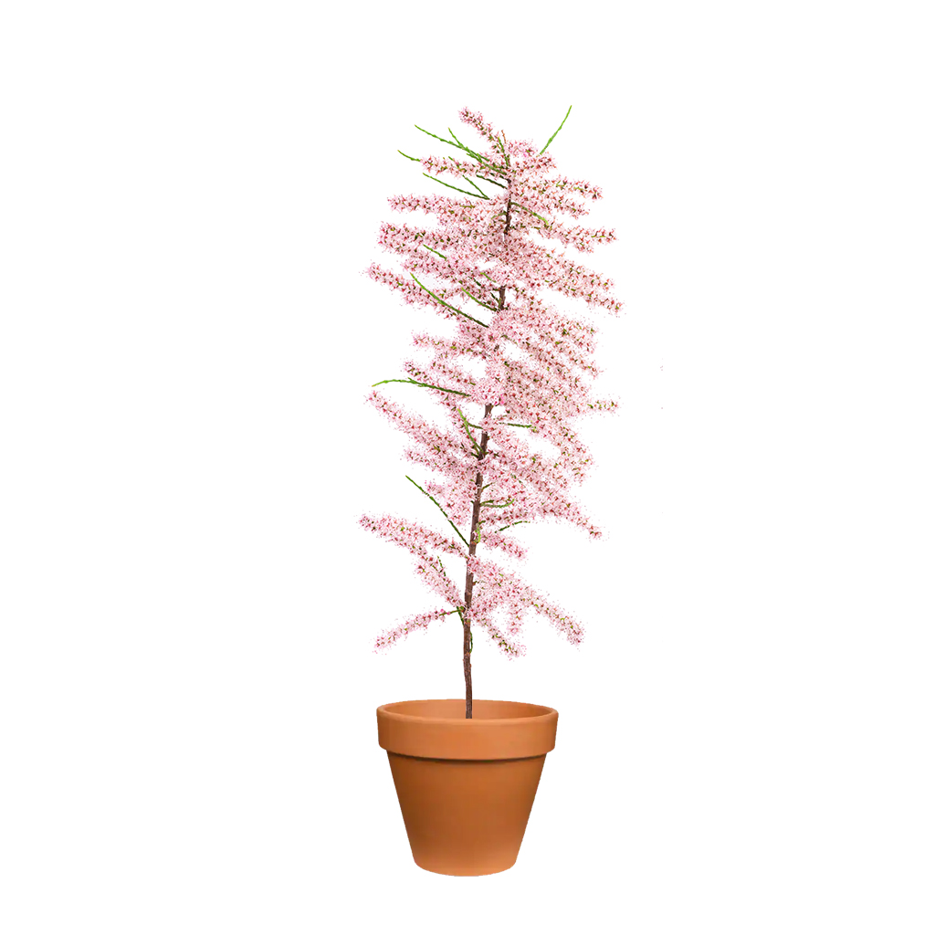 Tamarisk Plant ,نبات تاماريسك