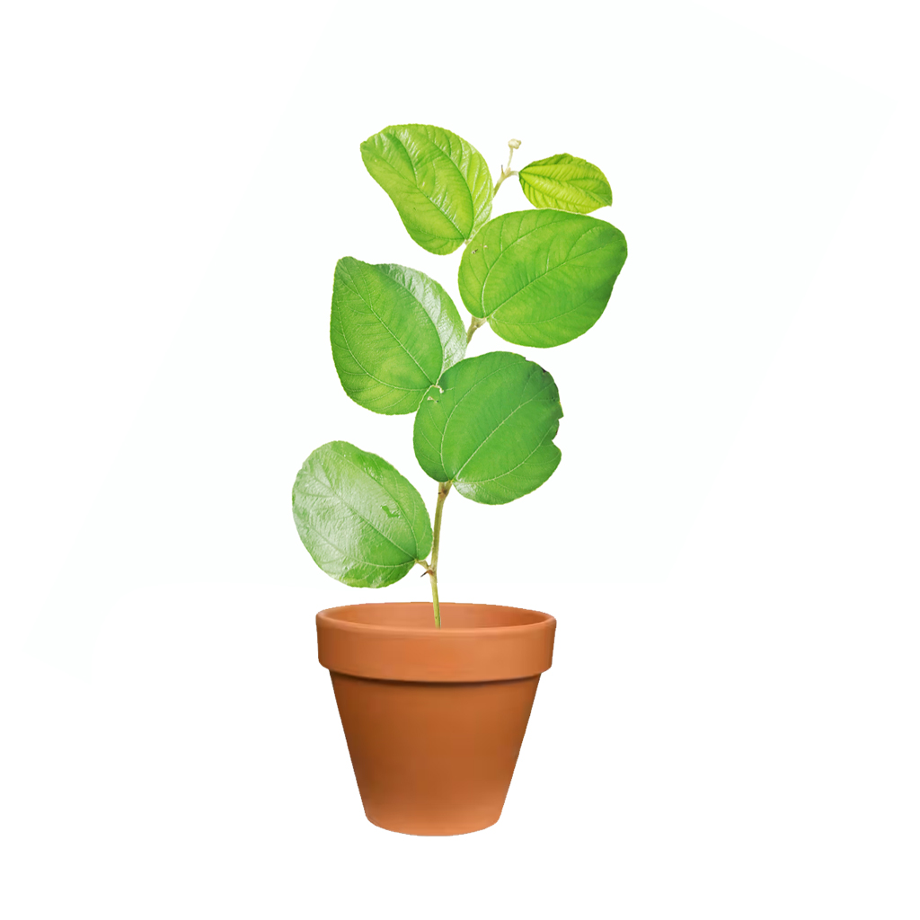 Sidra Plant ,نبات سدرة