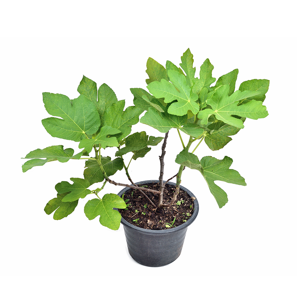 Fig Plant ,نبات التين