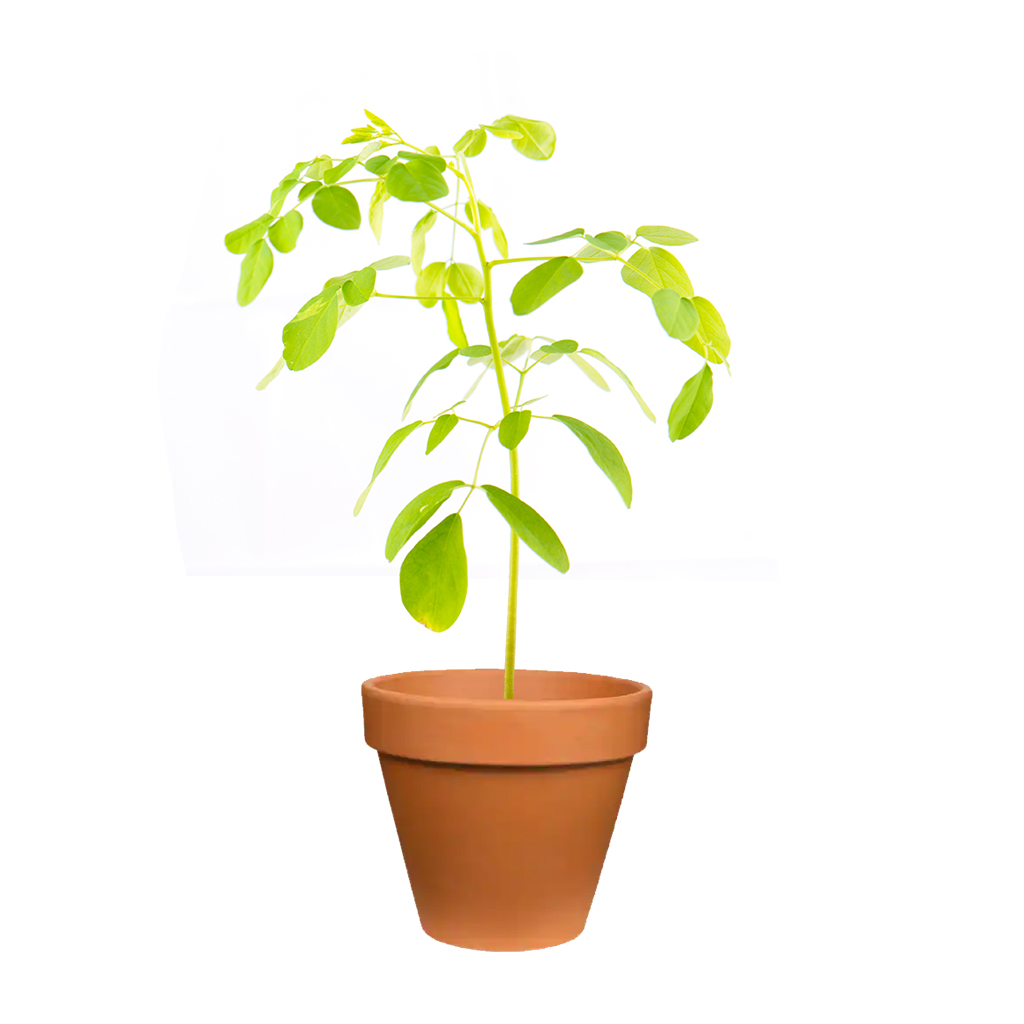 Moringa Plant ,نبات المورينجا