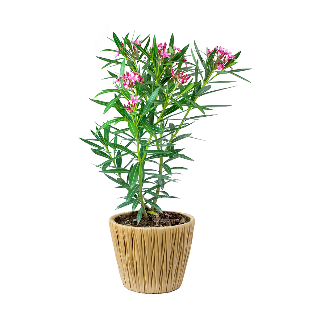 Oleander Plant ,نبات الدفلى