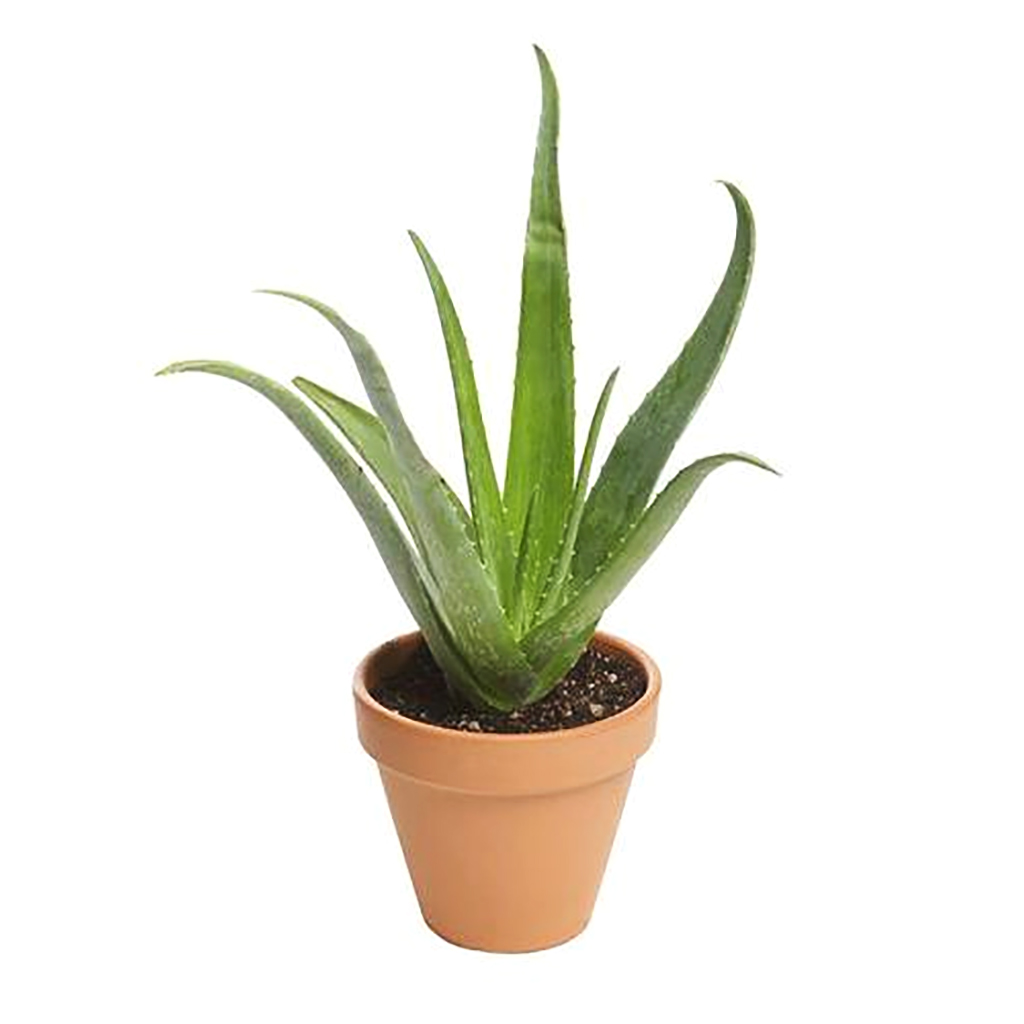 Aloe Vera Plant ,نبات الصبار