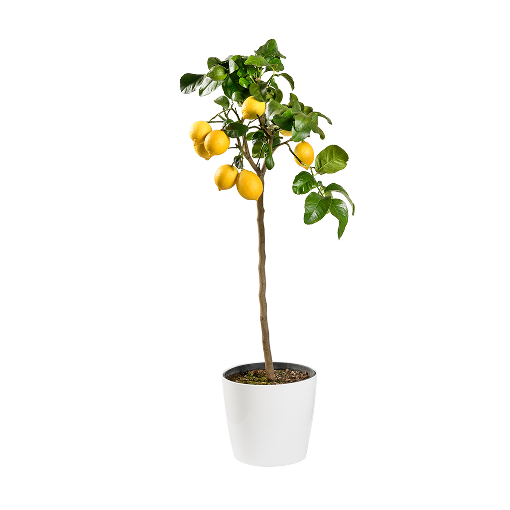 Lemon Plant ,نبات الليمون