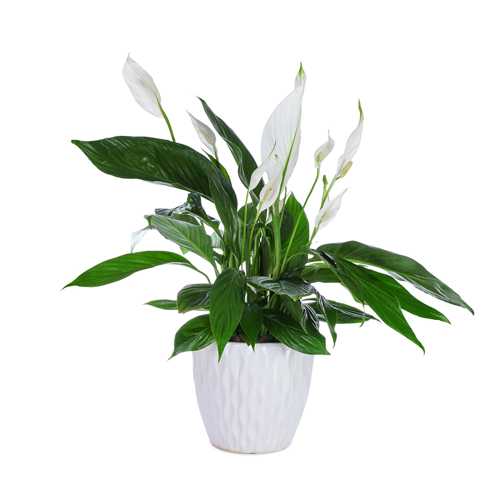 Peace Lilly Plant Small ,زنبق السلام صغير