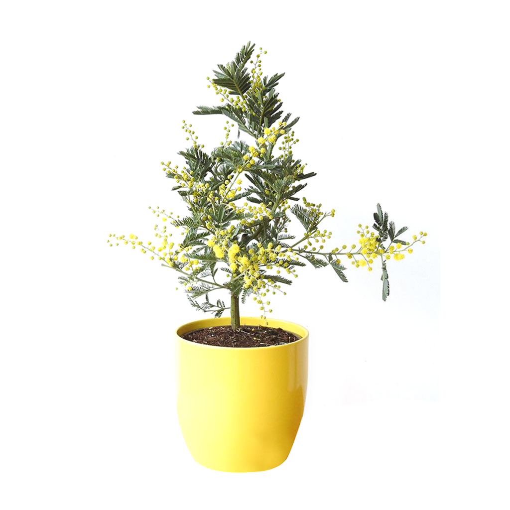 Acacia Nilotica Plant ,أكاسيا نيلوتيكا
