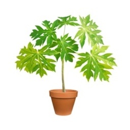 Papaya Plant ,نبات البابايا