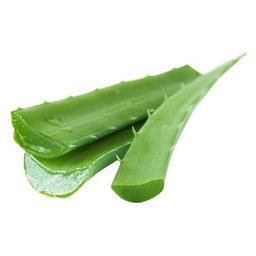 [All08630] Local Aloe Vera Leaf Medium, نبات الصبار المحلي متوسط