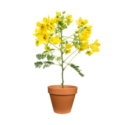 [Out10038] Senna Plant ,نبات سينا