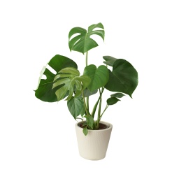 [Out10043] Monstera Plant ,نبات موستيرا