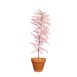 [OUT10053] Tamarisk Plant ,نبات تاماريسك