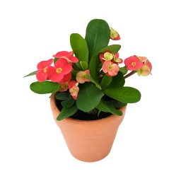 [OUT10055] Crown of Thorns Plant ,تاج نبات الشوكة