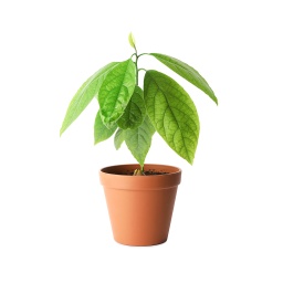 [Out10060] Avocado Plant ,نبات الأفوكادو