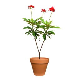 [Out10069] Jatropha Plant ,نبات الجاتروفا