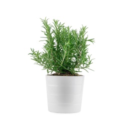 [Out10077] Rosemary Plant ,نبات إكليل الجبل