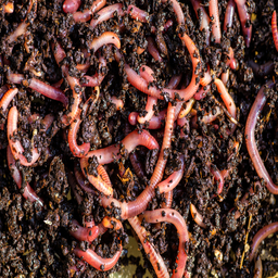 [TFM1047] Earthworms, ديدان الأرض